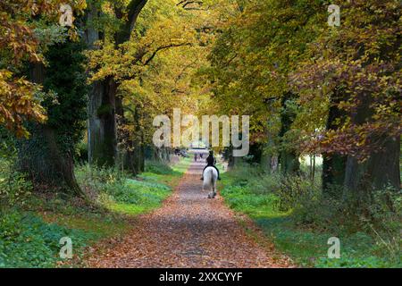 Ciclisti e camminatori in un viale di quercia Foto Stock