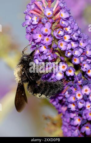 Grande ape di legno sul cespuglio della farfalla Foto Stock