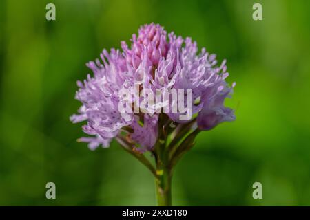 Traunsteinera globosa (Traunsteinera globosa), fioritura, Austria, Europa Foto Stock