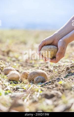 L'agricoltore tiene in mano patate fresche. Raccolto, cibo vegetariano biologico Foto Stock