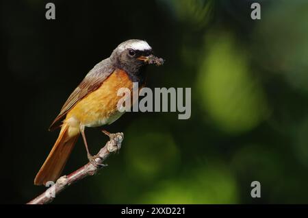 Red start con larve Foto Stock