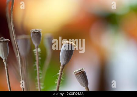 Foto autunnale con cialde di papavero essiccate Foto Stock