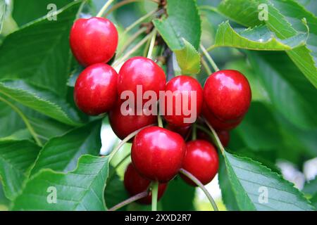 Ciliege rosse Foto Stock