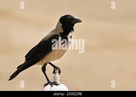 Corvus corone cornix Foto Stock