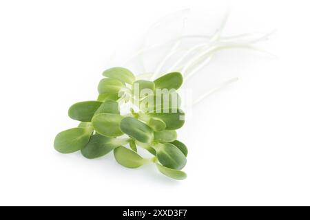 Germoglio di girasole isolati su sfondo bianco Foto Stock