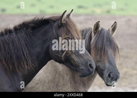 Cavalli selvaggi Duelmen Foto Stock