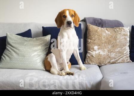 Il cane Beagle siede su un comodo divano, sul divano nel soggiorno, sfondo a tema cane Foto Stock