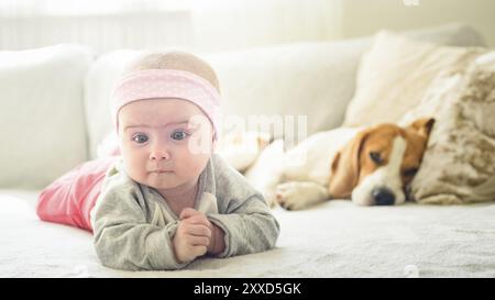 una bambina di 6 mesi giace accanto al cane beagle su un divano. Interni luminosi e soleggiati Foto Stock