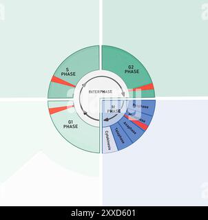 Punti di verifica del ciclo delle celle, illustrazione. Il ciclo cellulare è composto da fasi interfase (fasi G1, S e G2), seguite dalla fase mitotica (mitosi e citocinesi) e dalla fase G0. Foto Stock