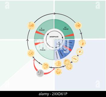 Punti di verifica del ciclo delle celle, illustrazione. Il ciclo cellulare è composto da fasi interfase (fasi G1, S e G2), seguite dalla fase mitotica (mitosi e citocinesi) e dalla fase G0. Foto Stock