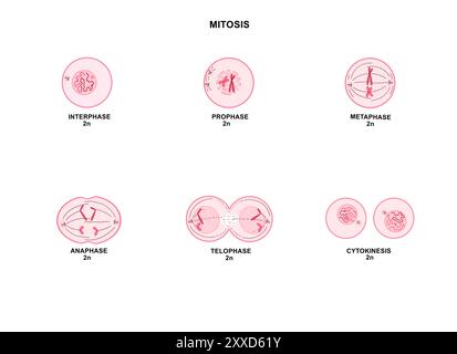 Mitosi, illustrazione. La mitosi è il processo mediante il quale una cellula replica i suoi cromosomi e li separa, producendo due nuclei identici in preparazione alla divisione cellulare. Foto Stock