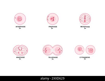 Mitosi, illustrazione. La mitosi è il processo mediante il quale una cellula replica i suoi cromosomi e li separa, producendo due nuclei identici in preparazione alla divisione cellulare. Foto Stock