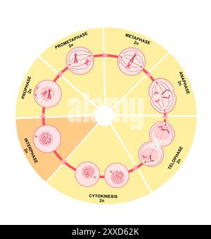 Mitosi, illustrazione. La mitosi è il processo mediante il quale una cellula replica i suoi cromosomi e li separa, producendo due nuclei identici in preparazione alla divisione cellulare. Foto Stock