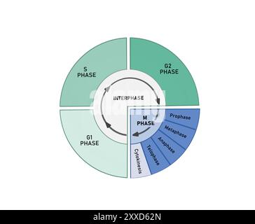 Ciclo di celle, illustrazione. Il ciclo cellulare è composto da fasi interfase (fasi G1, S e G2), seguite dalla fase mitotica (mitosi e citocinesi) e dalla fase G0. Foto Stock