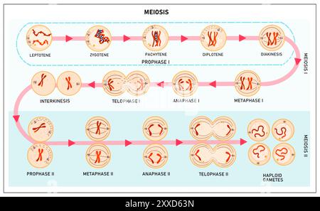 Meiosi, illustrazione. La meiosi è il processo mediante il quale una singola cellula si divide due volte per formare quattro cellule figlie aploidi. Foto Stock