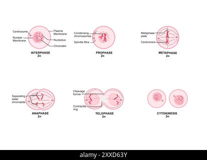 Mitosi, illustrazione. La mitosi è il processo mediante il quale una cellula replica i suoi cromosomi e li separa, producendo due nuclei identici in preparazione alla divisione cellulare. Foto Stock