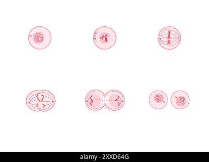 Mitosi, illustrazione. La mitosi è il processo mediante il quale una cellula replica i suoi cromosomi e li separa, producendo due nuclei identici in preparazione alla divisione cellulare. Foto Stock