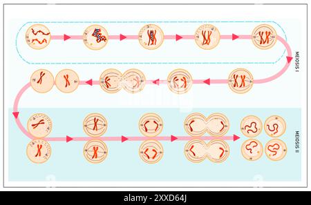 Meiosi, illustrazione. La meiosi è il processo mediante il quale una singola cellula si divide due volte per formare quattro cellule figlie aploidi. Foto Stock