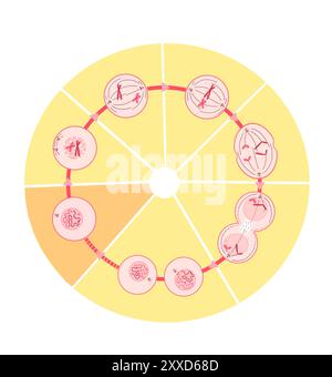 Mitosi, illustrazione. La mitosi è il processo mediante il quale una cellula replica i suoi cromosomi e li separa, producendo due nuclei identici in preparazione alla divisione cellulare. Foto Stock