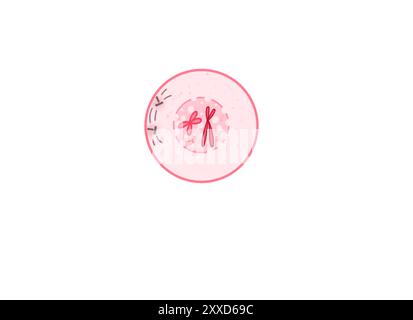 Profase della mitosi, illustrazione. La profase è la prima fase della mitosi, il processo che separa il materiale genetico duplicato trasportato nel nucleo di una cellula madre in due cellule figlie identiche. Foto Stock