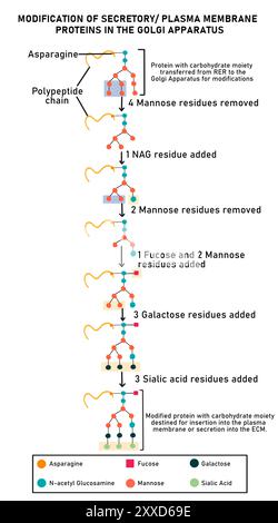 Modifica proteica nell'apparato Golgi, illustrazione. Dopo il trattamento nel lume del reticolo endoplasmatico, le proteine secretive vengono confezionate per l'apparato Golgi. Nel lume dell'apparato Golgi, la proteina subisce un'ulteriore modifica mediante aggiunta e rimozione di residui di zucchero. Foto Stock