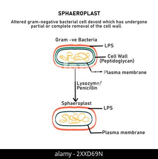 Sphaeroplast, illustrazione. Uno sfinoplast è un batterio Gram-negativo la cui parete cellulare è stata degradata da enzimi lasciando intatta la cellula con una membrana cellulare e uno strato di lipopolisaccaridi. Foto Stock
