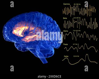 Onde cerebrali, illustrazione. Le onde cerebrali, o oscillazioni neurali, sono modelli ripetitivi di attività elettrica nel cervello che possono essere misurati con un EEG (elettroencefalogramma). Le diverse categorie di onde cerebrali sono mostrate in ordine di frequenza discendente (misura in Hz): Gamma, beta, alfa, theta e delta. In generale, la frequenza delle onde cerebrali aumenta con l'attività cerebrale. Foto Stock