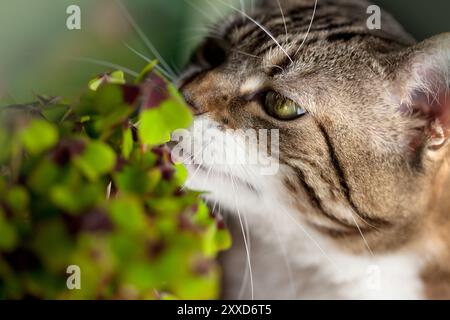 Gatto e quadruplo Foto Stock