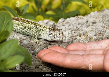 Domare la lucertola di sabbia Foto Stock