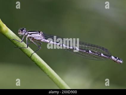 Farfalla a ferro di cavallo Foto Stock