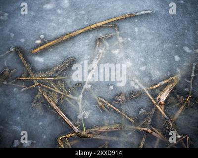 Piante acquatiche congelate in ghiaccio Foto Stock