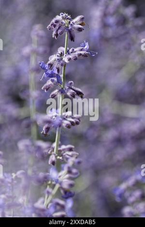 Perovskie d'argento Foto Stock