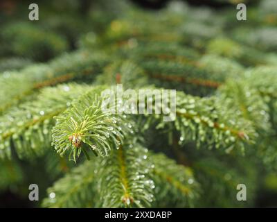 Fresco verde ramoscello di un fir con gocce di pioggia utilizzando come sfondo naturale Foto Stock