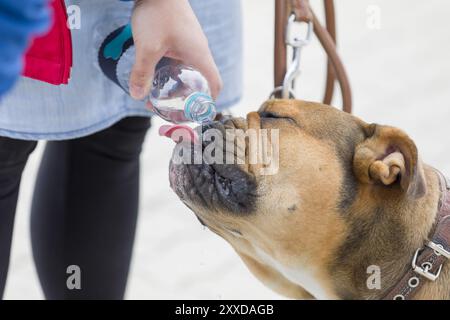 Ottimo danese che beve da una bottiglia d'acqua Foto Stock