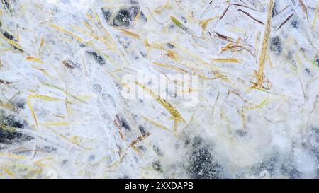 Erba sotto il ghiaccio in inverno Foto Stock