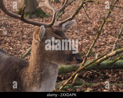 Close up di un cervo in una foresta Foto Stock