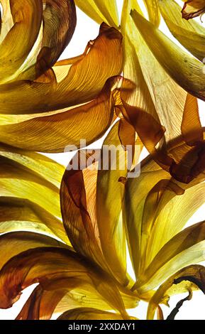 Petali di tulipano su fondo bianco Foto Stock