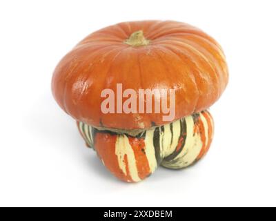 I turchi Turban Squash isolati su sfondo bianco Foto Stock