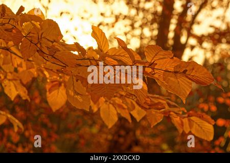 Faggio le foglie in autunno Foto Stock