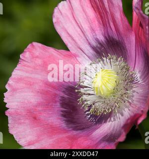 Papavero da oppio Foto Stock