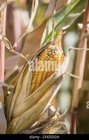 Fresco di tutoli di mais mature sul campo verde Foto Stock