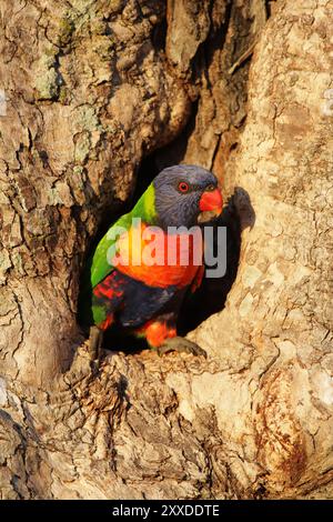 Lorikeet di cocco (Trichoglossus haematodus) seduto nel suo buco di nidificazione in un tronco di albero a Bribie Island, Queensland, Australia. Rainbow Lorikeet (Tri Foto Stock