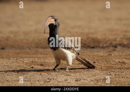 Un buco di monteiro (Tockus monteiri) seduto a terra, l'Hornbill di Monteiro seduto a terra Foto Stock