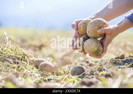 L'agricoltore tiene in mano patate fresche. Raccolto, cibo vegetariano biologico Foto Stock