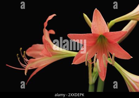 Orange amaryllis flower isolati su sfondo nero close up Foto Stock