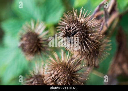 Maggiore burdock, lappa di Arctium fiori spinosi essiccati primo piano focale selettiva Foto Stock