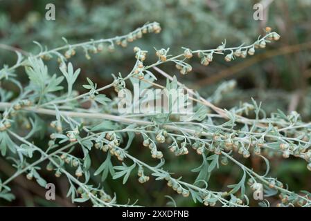 Artemisia absinthium, legno comune nel primo piano del prato Foto Stock