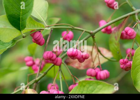 Mandrino comune, Euonymus europaeus bacche rosa primo piano fuoco selettivo Foto Stock