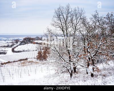 Paesaggio invernale con vigneti sul lago di Neusiedl nel Burgenland Foto Stock