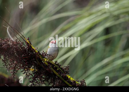 finch (Neochmia temporalis) seduto su un cespuglio a Fraser Island, Queensland, Australia. Finch con sopracciglia rossa (Neochmia temporalis) seduto su un Foto Stock